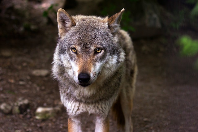 Bliskość wilków wzbudza niepokój mieszkańców podkarpackiej wsi